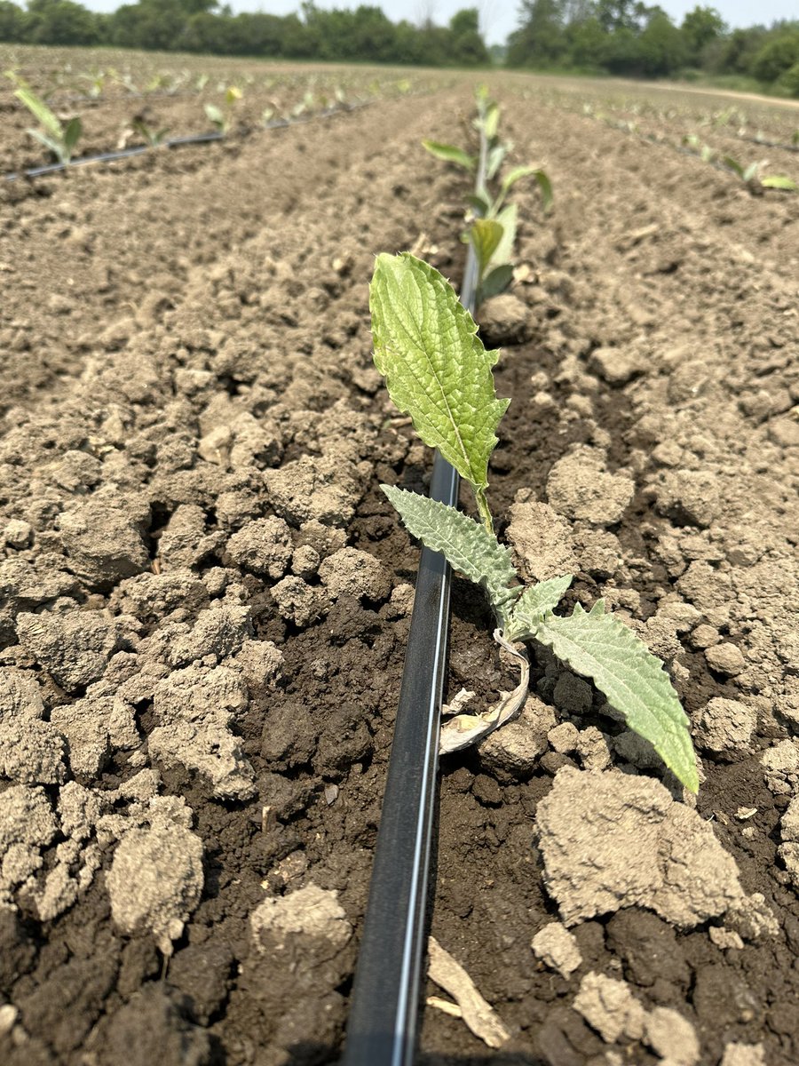 CVP45's tweet photo. #artichokes https://t.co/olsTzyCgT5