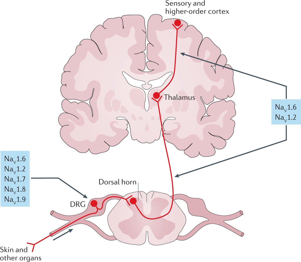 chrost_hugo's tweet photo. Dorsal root ganglion neurons: peripheral drivers of pain pathways.  

Source: @NatureNeuro 

#neuroscience https://t.co/JxJg453PEW