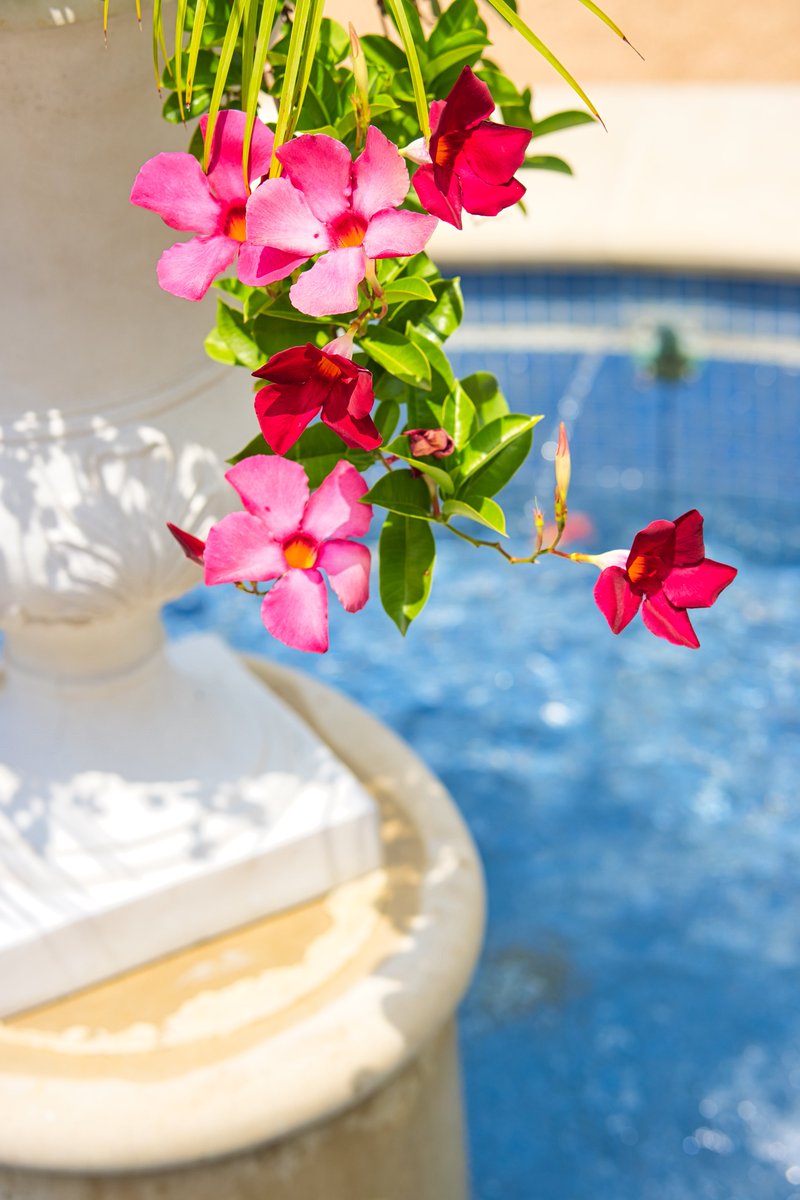 ClydesCamera's tweet photo. Here’s some flowers https://t.co/e1PDaqRJzi