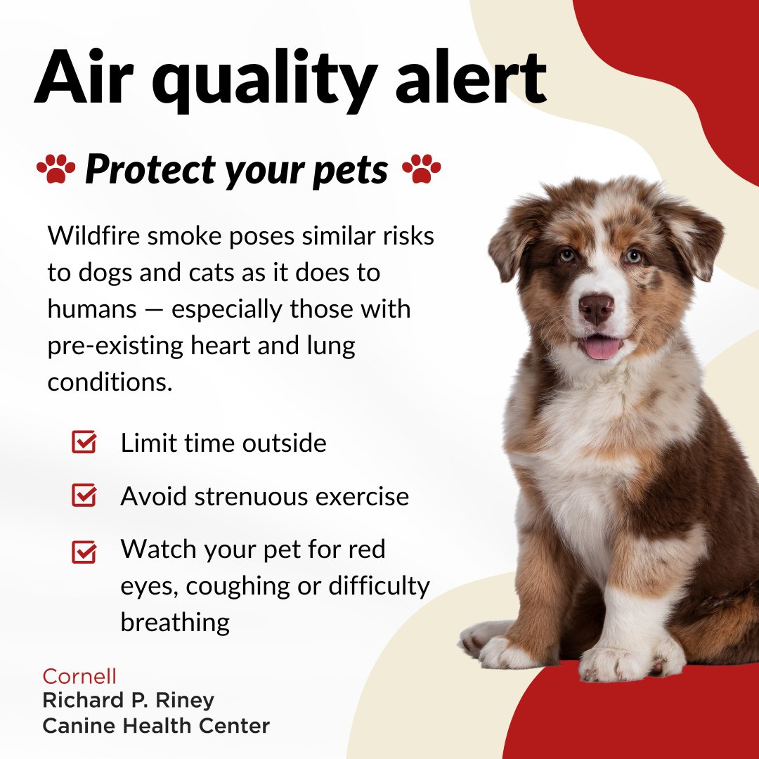 Are Dogs Affected By Wildfire Smoke