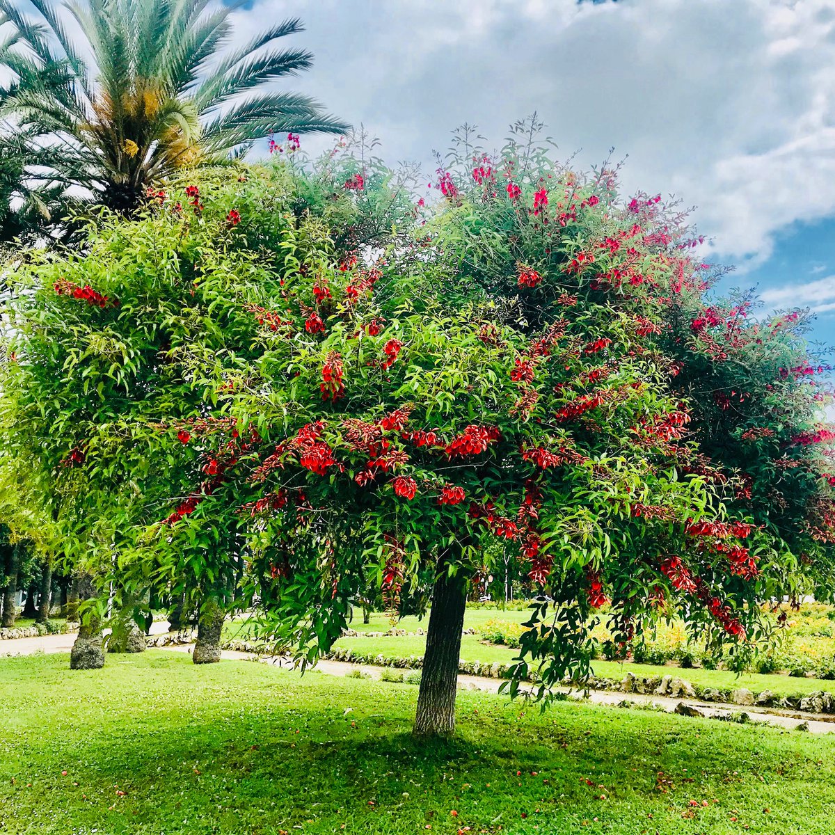 Nature. 

#instanature #brightgreen #vert #vie #cotedazurfrance #onatousbesoindusud #cannes2023