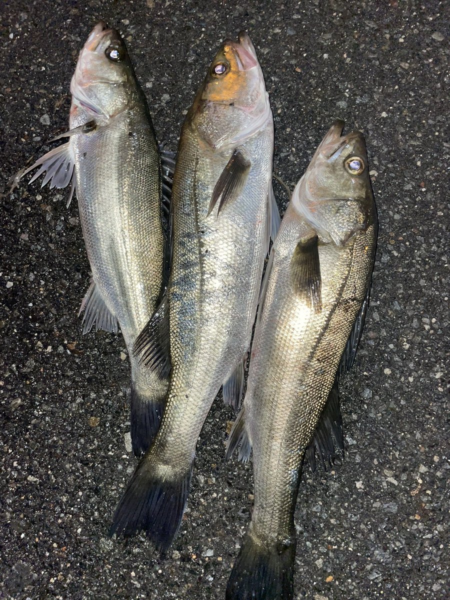 same0928's tweet image. シーバス楽し〜😘