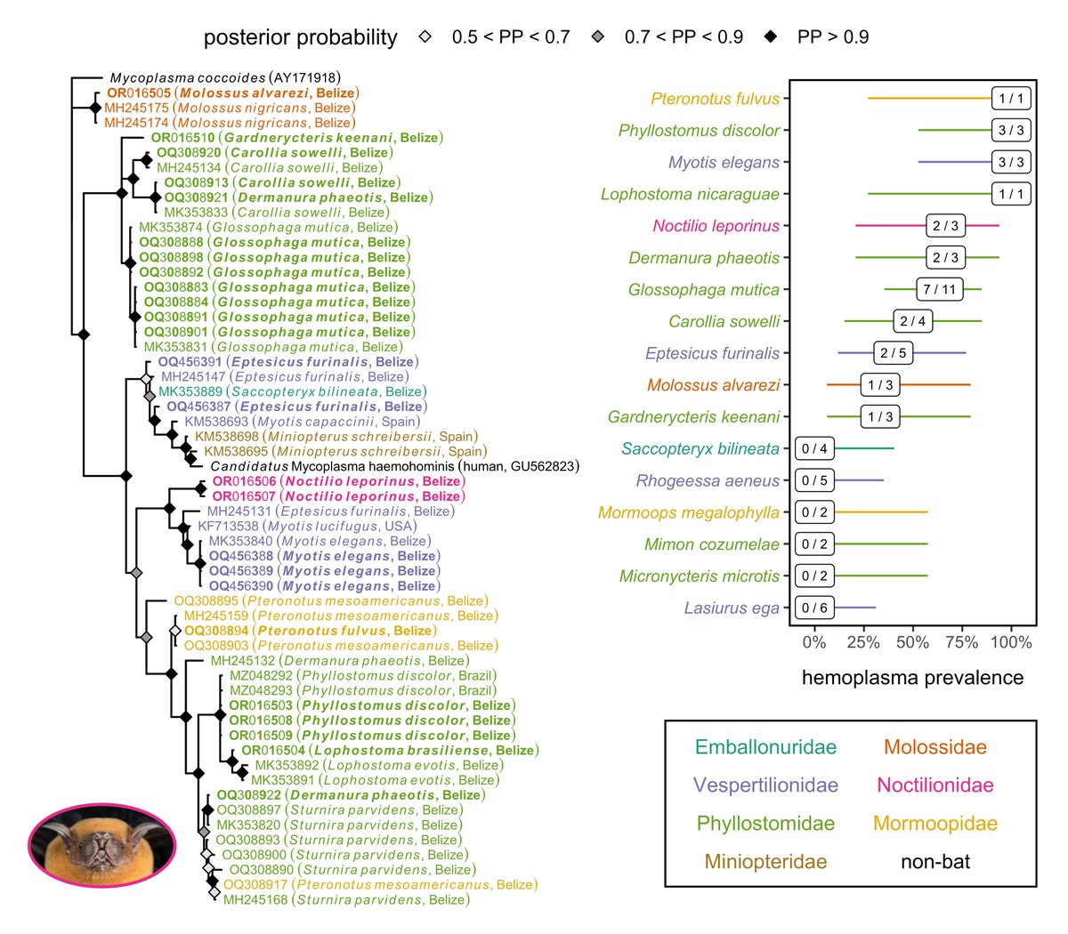 new work from the lab on additional diversity of hemoplasmas in wild bats, focusing on rarely sampled species (like the greater bulldog bat!) in Belize  
tinyurl.com/2p86a95w