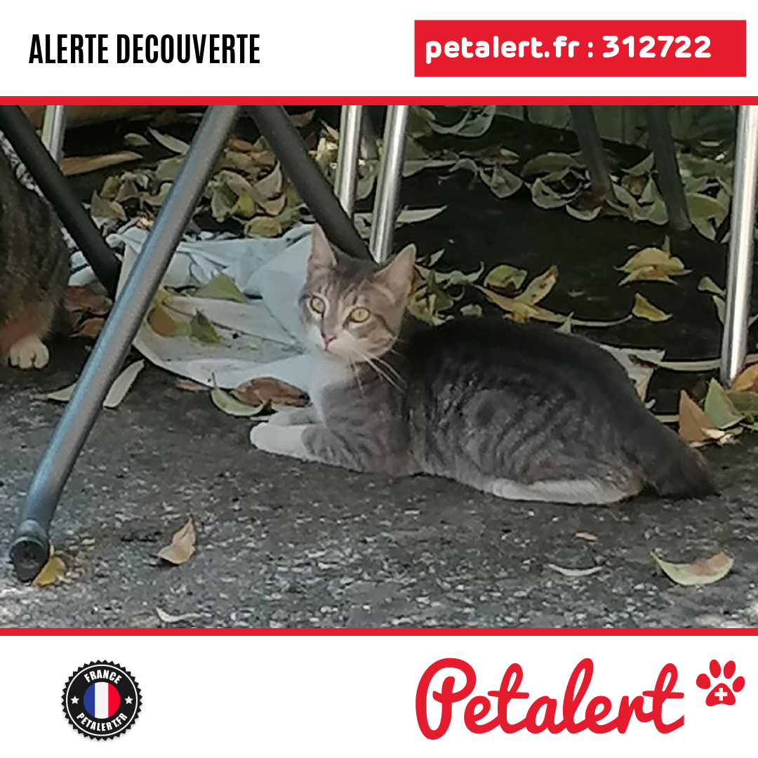 Trouvé #Chat #Ardeche #Annonay #Petalert  #PetAlert07 / p3t.co/PqTNJ