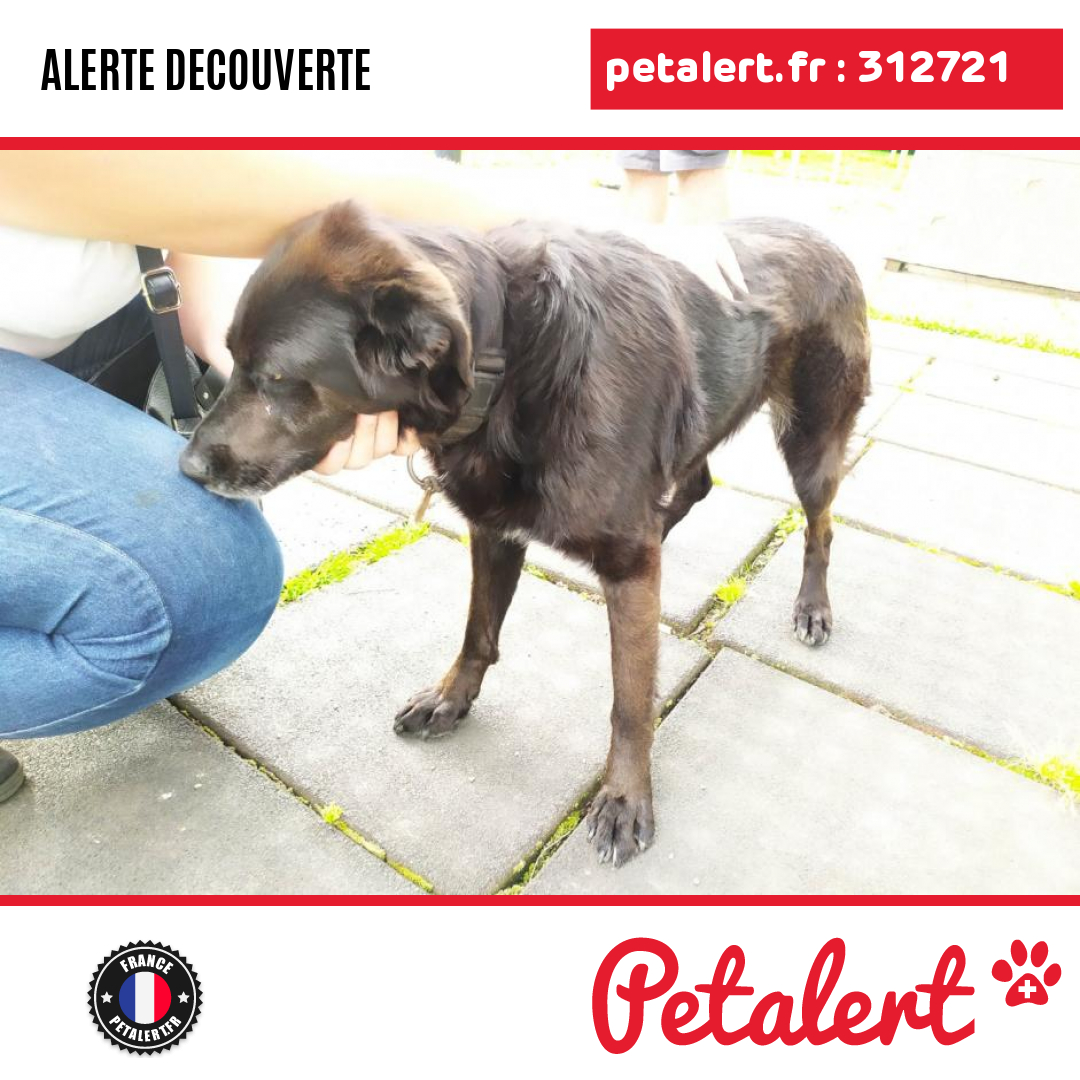 petalert_france's tweet photo. Trouvé #Chien #PyreneesAtlantiques #Idron #Petalert #PetAlert64 / https://t.co/DBktgIdBpV https://t.co/wA6XMidQ4S