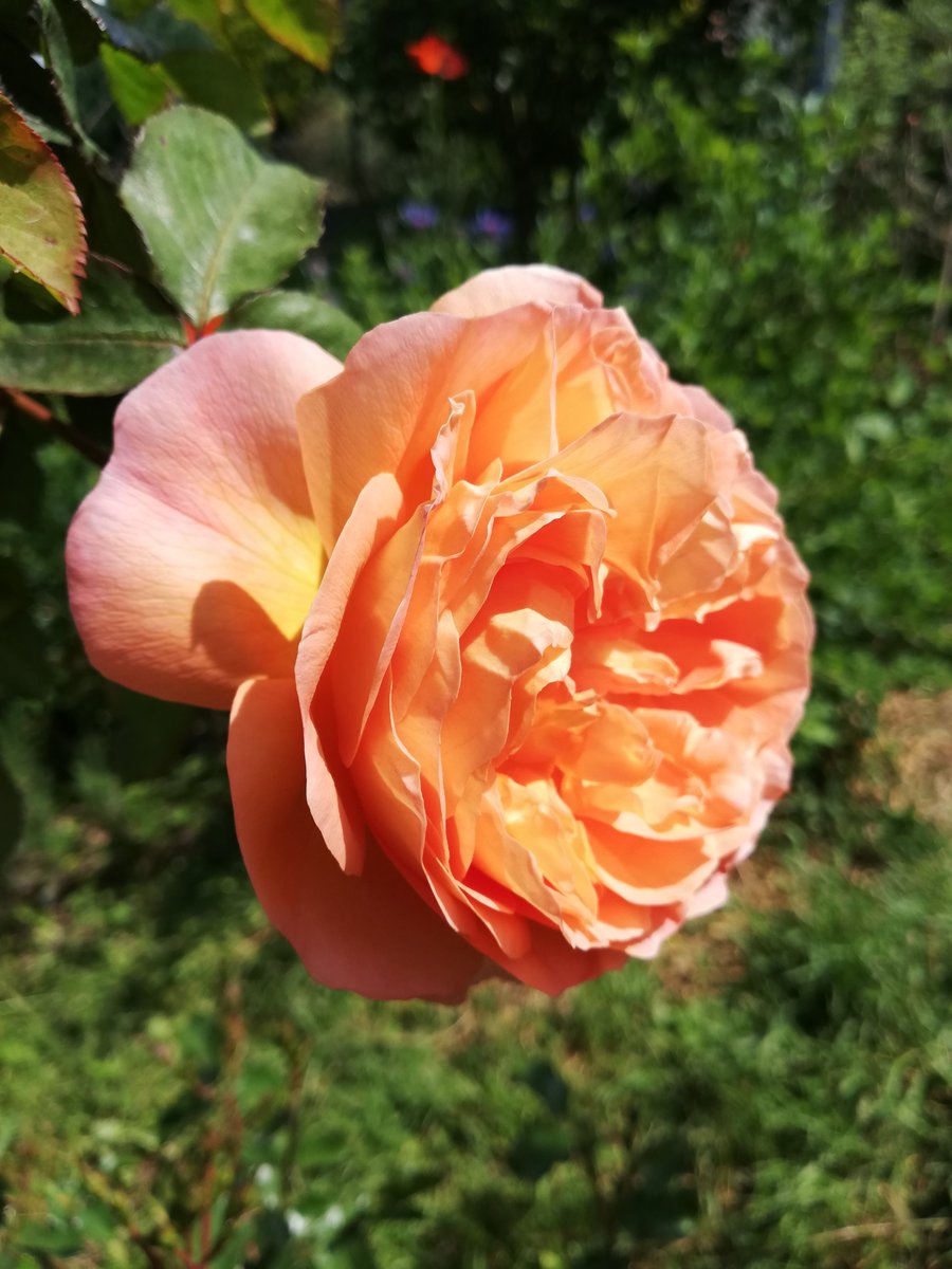 Lady Emma Hamilton, a wonderful rose with fruity fragrance🌹love this changing orange 🥰#roses #DavidAustinRoses