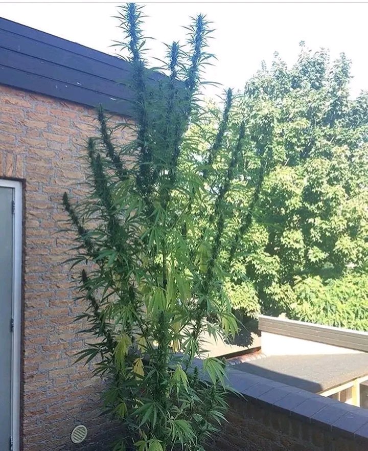 robert89486's tweet image. 