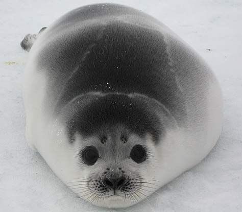 ☆ our lovely aquatic of the day is the ribbon seal (histriophoca fasciata) !
☆ they say that sometimes things may seem black and white, but they promise you that’s not always the case. if you need help seeing things differently they’re here to help !