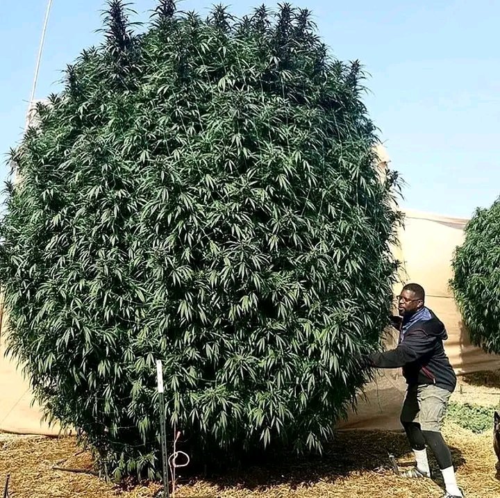 robert89486's tweet image. 