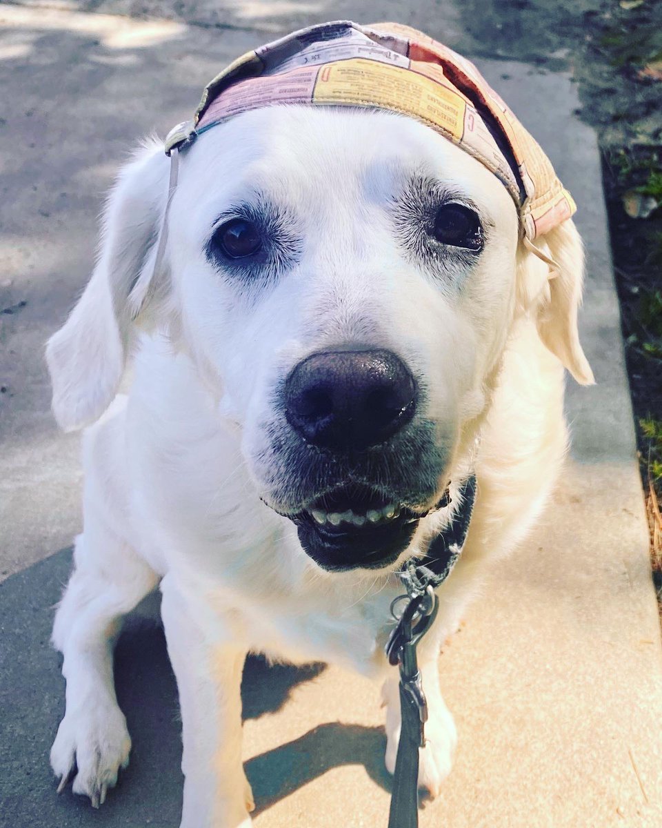 barbra0367's tweet photo. @SassyGirlBoss Leilani says Hi! 💖 https://t.co/tdSLilx7Ux