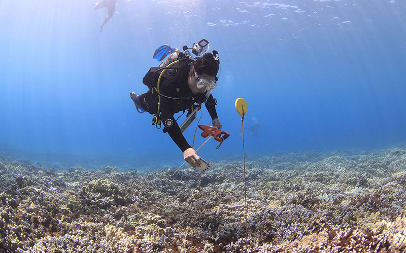 .@OrionMcCarthy, Scripps marine biology PhD student, uses 3D #CoralReef models to study how coral reefs in #Maui are changing over time in response to global #ClimateChange and local human impacts. 🪸Learn more about this exceptional scientist! ⬇️