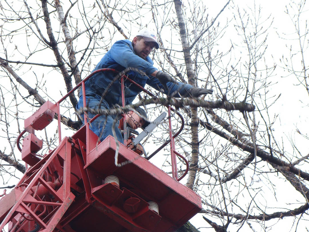 Colores Tree Service offers respect, dedication, integrity, and a commitment to exceeding the expectations of my customers. Visit my website to learn more about my company! #TreeServices #StumpGrinder #TreeRemoval bit.ly/3m9Sp2o