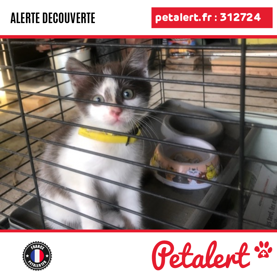 Trouvé #Chat #Rhone #Taluyers #Petalert  #PetAlert69 / p3t.co/bhynJ