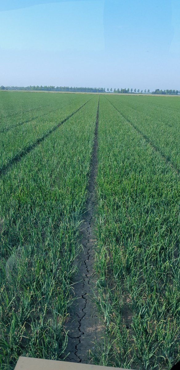 Michael Schippers tweet media