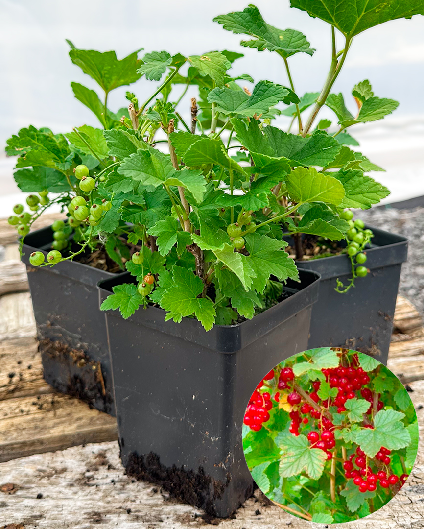 Juice, jams, jellies, and pies, oh my! 🥧🧃🍇
Add this Red Lake Currant to your garden and enjoy the juicy summer fruit! #fruitbush #GardeningTwitter #GardenersWorld #currants #canadagardening 

⬇️ Add this delicious bush to your garden now! ⬇️

bambooplants.ca/product/red-la…