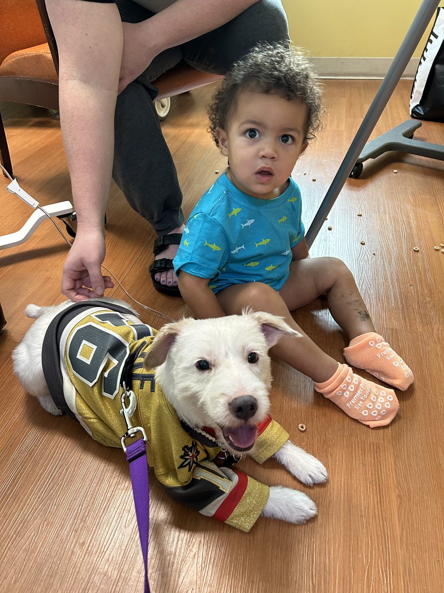 Yesterday I returned to my therapy dog duties at Summerlin Hospital. 
Starting Friday I’ll be taking over my brother Bark’s shift and working two days a week in the oncology unit! 
Also…Go Knights Go! 
~ Deke🐾
#TherapyDog
#IAmATherapyDog❤️ 
#PawYouNeedIsLove