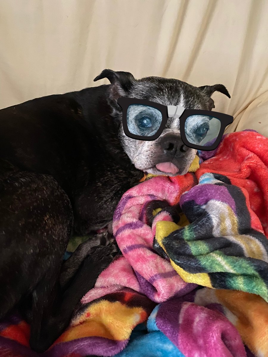 Hiya frens! It may bees kinda cloudy here today, but me Roscoe has a pep in my step and wishes you a happy #TongueOutTuesday! Mees even gotted sum new glasses to wear for #NationalEyewearDay…mees thinks me looks pretty spiffy! #dogsoftwitter #ToT #scribblepugtot @ScribblePug