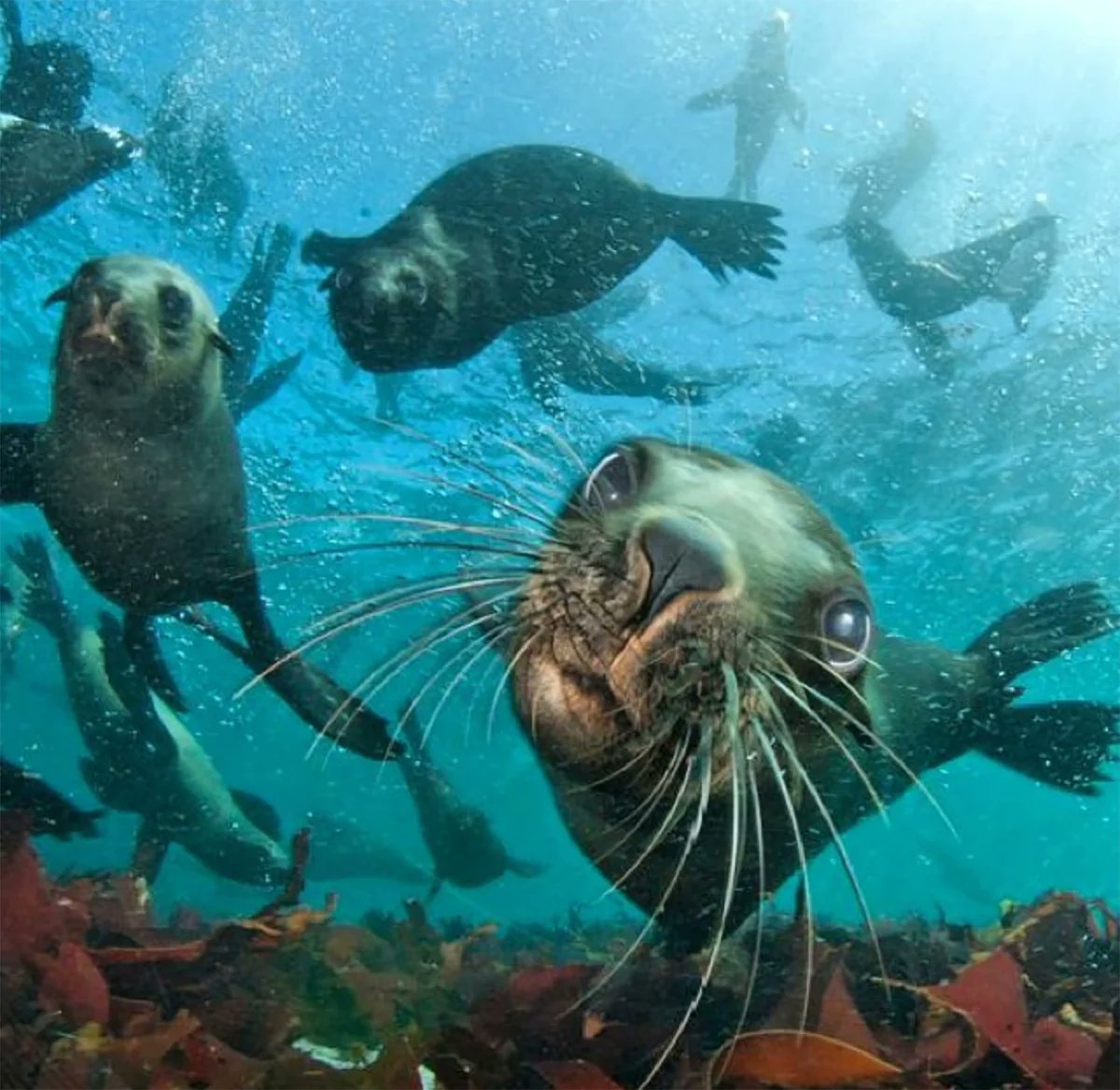 Seal Snorkling
This is a natural #wildlife activity and the Cape Fur #Seal is a friendly and curious #animal by #nature.
where: next to Groundup Café in Hout Bay Harbour
when: Mon-Sun (weather dependent)

tinyurl.com/29ek23td
@itsmeskt #ocean @Surfkop @Petar_DRC #outdoorfun