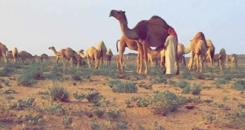 ghh____33's tweet photo. ما زلت بدويٍ لو عطوه اليمن والشام
"ما تسوى بعينه سجتّه مع مغاتيره"

- بندر الدويش https://t.co/JJGq8dH8yG