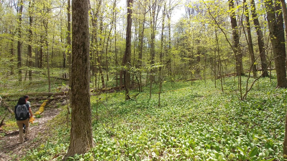 Join us Tuesday 6/13 at 7pm in the <a href="/PittPymLab/">Pymatuning Lab of Ecology</a> dining hall (11758 Fries Rd., Linesville PA) to hear Dr. Alexa Wagner from Case Western talk about "Management of a secondary, temperate forest impacts population and community dynamics in understory woody plants"