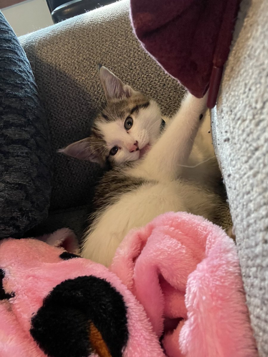 ItsBrotherDon's tweet photo. Blossom, Buttercup (Weezer) and Momma Moo cat https://t.co/78VR0ZDkxS