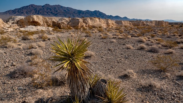 VisitUSAParks's tweet photo. Step into the prehistoric world of #TuleSpringsFossilBedsNationalMonument, Nevada! Marvel at diverse fossils - traces of mammoths, bison, camels, &amp; ancient reptiles. Explore the vast desert, learn about the Ice Age, and embark on a journey of discovery and preservation. https://t.co/ctsxjr3dnM