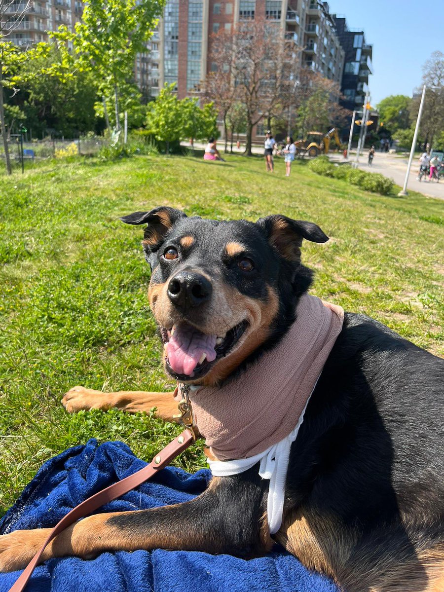 RedemptionPaws tweet media