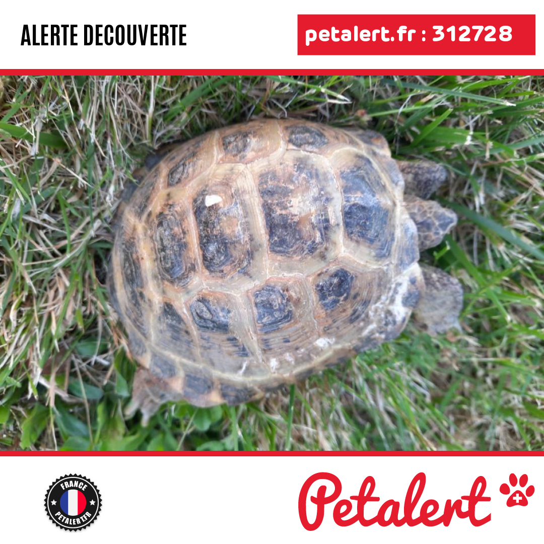 Trouvé #Tortue #LoirEtCher #Villebarou #Petalert  #PetAlert41 / p3t.co/rRGdA