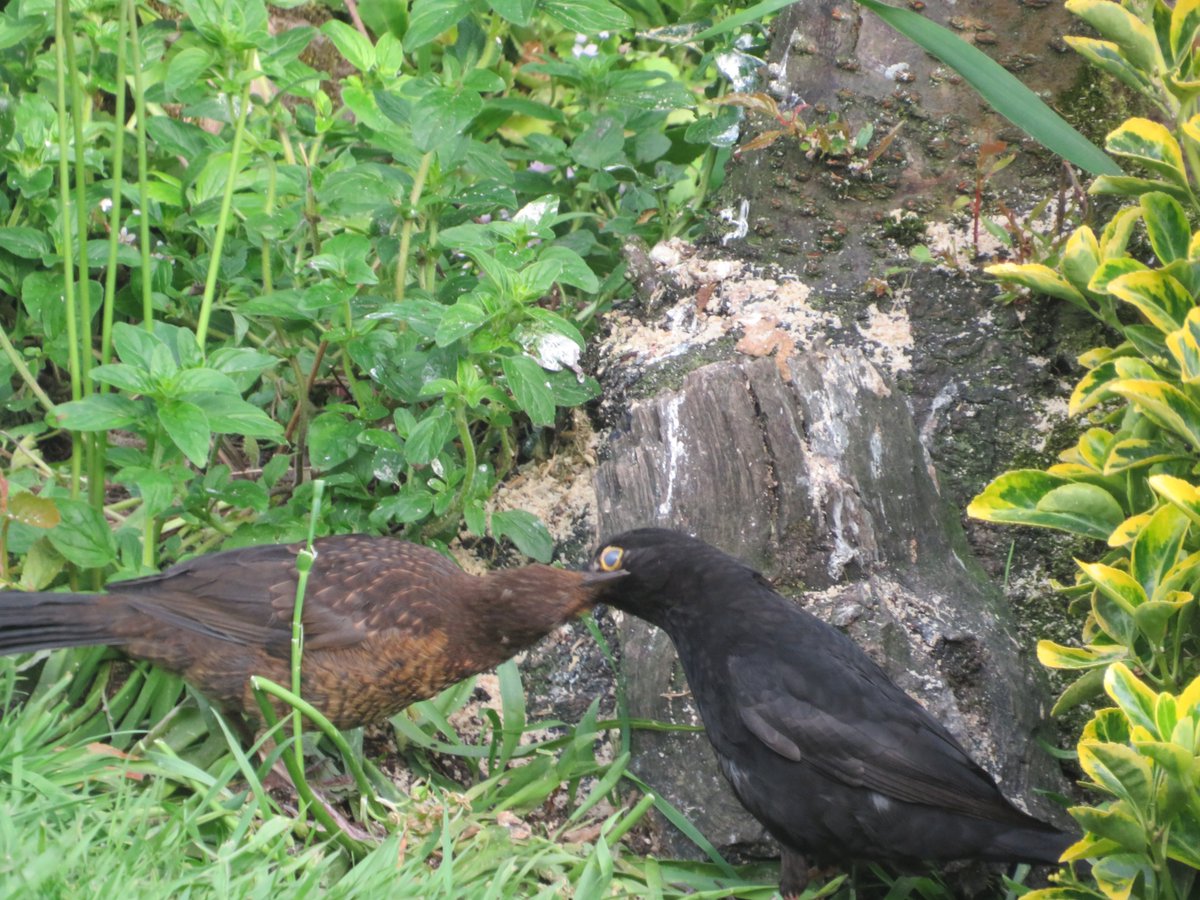 #nature #naturelovers #birds #mygarden #IndiAves 
As you can see , Dad got the message!