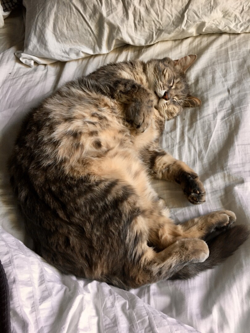 mylostpetalert's tweet photo. Lost cat in #portland #OR (97225) #lostcat #lostpet #missing https://t.co/4jDExgoJFB https://t.co/hgZ9LlKu5s
