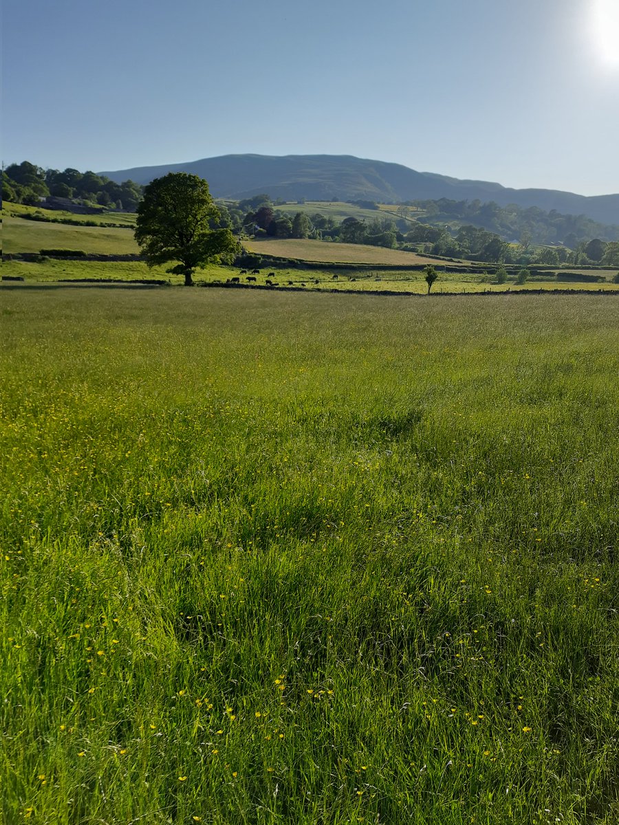SteveFairchil18's tweet image. @AphasiaSupport  #bigstepchallenge 13817 steps today, I think Annie has zig zagged to at least double that, just over 90,000 so far for the month👍