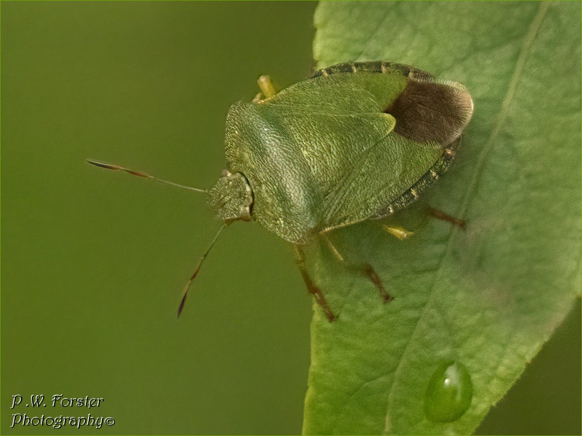 Green Shield Bug from Guis 
@teesbirds1 @WhitbyNats @Natures_Voice @ynuorg @clevelandbirds @teeswildlife @TeesCoast @DurhamBirdClub @RSPBSaltholme @YWT_North @YorksWildlife @BC_Yorkshire @insectweek @InsectsUnlocked #insects #invertibrates