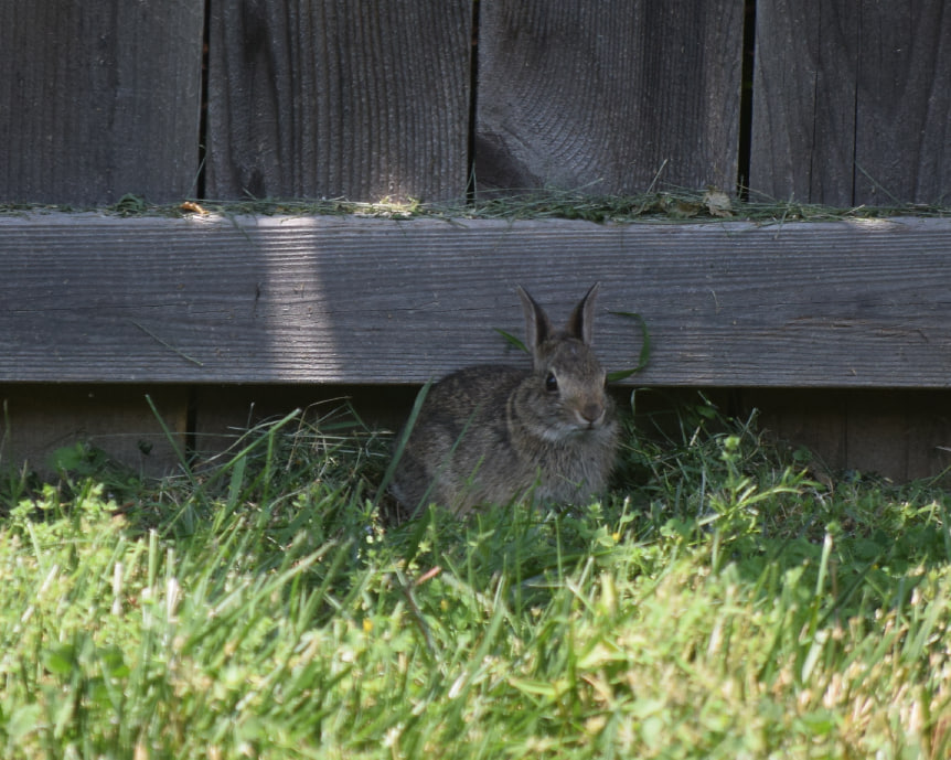 Partran s Oddities On Twitter A Better Pic Of Billy The Yardbun 