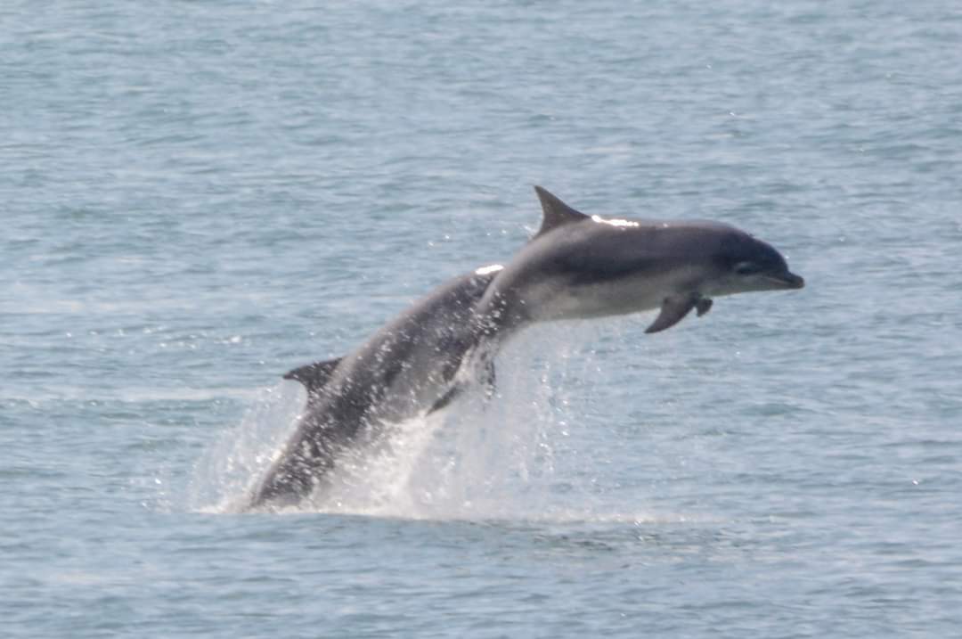 SpenceRitson's tweet photo. Nice to see the dolphins getting active again.
#bottlenosedolphins #northeastcoast #northsea #TwitterNatureCommunity #breach #newbigginbytheseadolphinwatch #wildlifephotography #wildlife https://t.co/3vsMjwqmnY