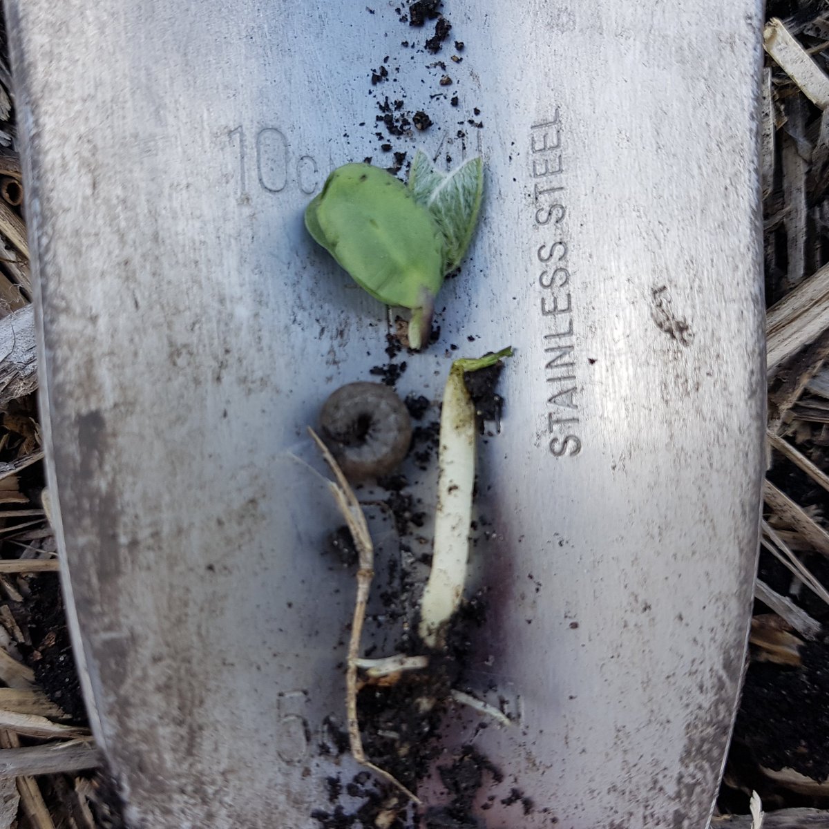If plants have bite marks or are clipped by cutworms, the culprit is often nearby the scene of the crime. During the day find larvae burrowed in the soil, often 1/2" deep. Once larvae reach >30 mm, most of their feeding is finished. Bean threshold: >1 /m of row or 20% plants cut