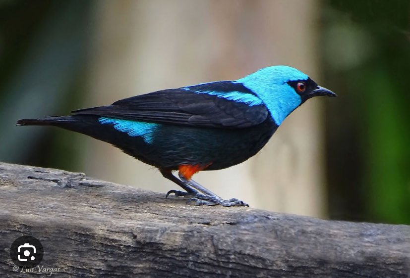 Roberto Tomas tweet media