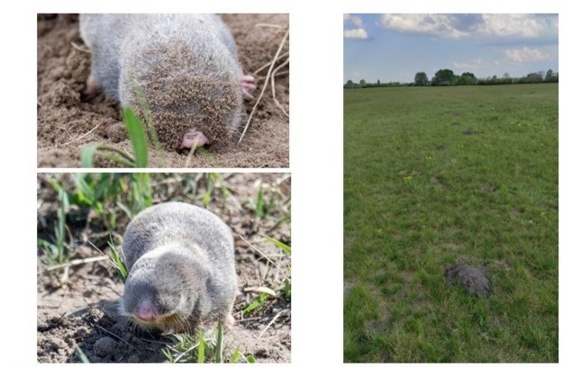 Drage komšije iz HR, treba mi pomoć. Kao što mi nick kaže, proučavam slepo kuče tj sljepaša (slika u prilogu), molim za info da li je viđen negde na potezu od granice sa Srbijom pa prema ZG i molim za RT. Može se sresti u vrtovima, voćnjacima i na obodu njiva.
<a href="/daliborkrep/">dalibor</a>