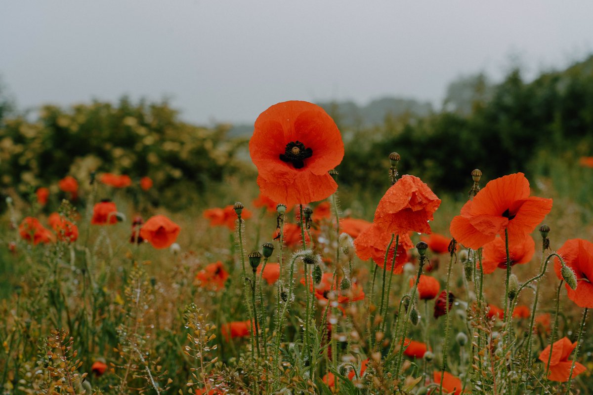 Poppy Season /2
