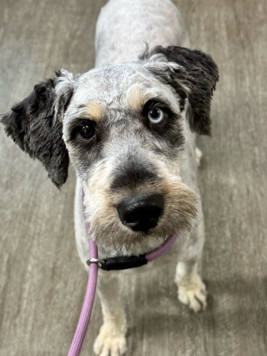TopNotchKennels's tweet photo. If you truly love TNK, please tell your friends about us! We really appreciate every referral!

Customer Referral Program:
Boarding Client $10 per dog

Grooming:
$5 off for new customers
$5 off for the client who referred https://t.co/DAnH3GUt58