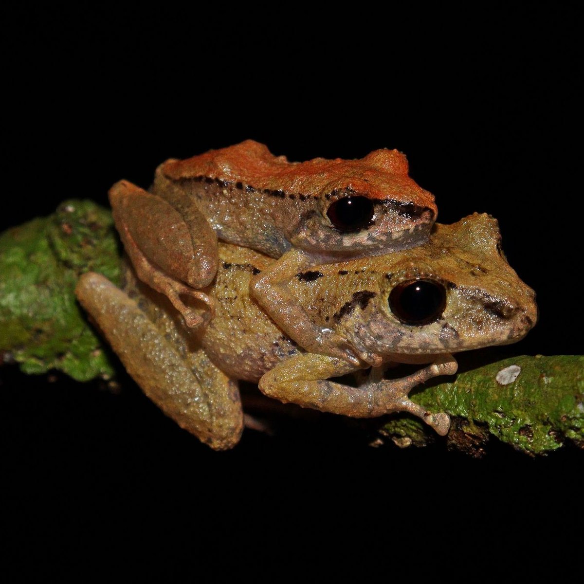 This is 𝑃𝑟𝑖𝑠𝑡𝑖𝑚𝑎𝑛𝑡𝑖𝑠 𝑐𝑎𝑚𝑝𝑖𝑛𝑎𝑟𝑎𝑛𝑎, the newest species of direct-developing frog endemic to white-sand environments in #Amazonia. Study led by my co-supervised PhD student @alexander_monn and researchers from INPA 🇧🇷 @MCZHarvard 🇺🇸@CNRS 🇫🇷 @narodnimuzeum 🇨🇿