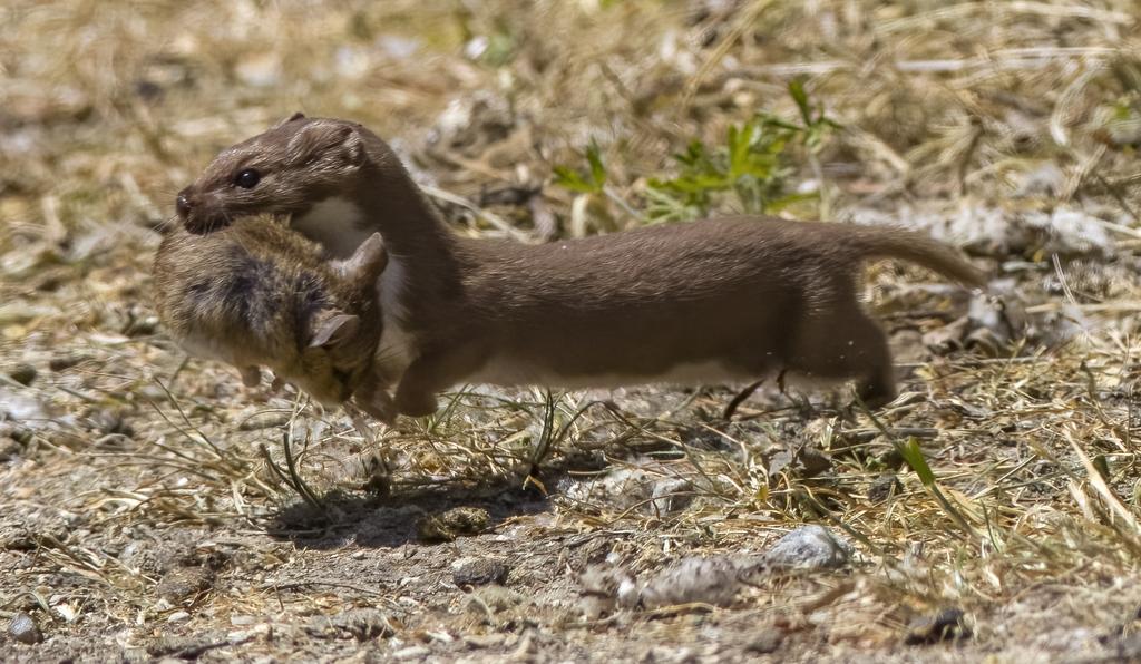 A very speedy weasel @WWTLlanelli on Saturday.
@WTSWW_Swansea @WTSWW @IoloWilliams2 @WildlifeMag @BBCSpringwatch #weasel #wildlifephotography @NatureUK @Mammal_Society @wildlife_uk