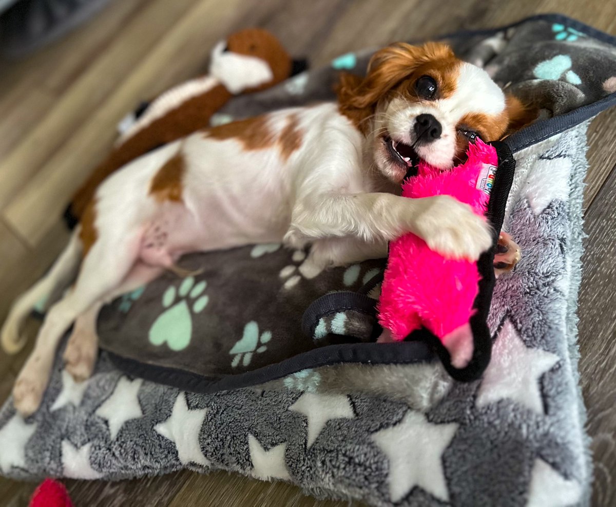 Lazy play is his favorite 🤪

#cavalierkingcharlesspaniel #cavalierking #cavalierkingcharles #puppy #dog #dogs #puppies #doglovers #pets #barkbox #chewy #art #artist