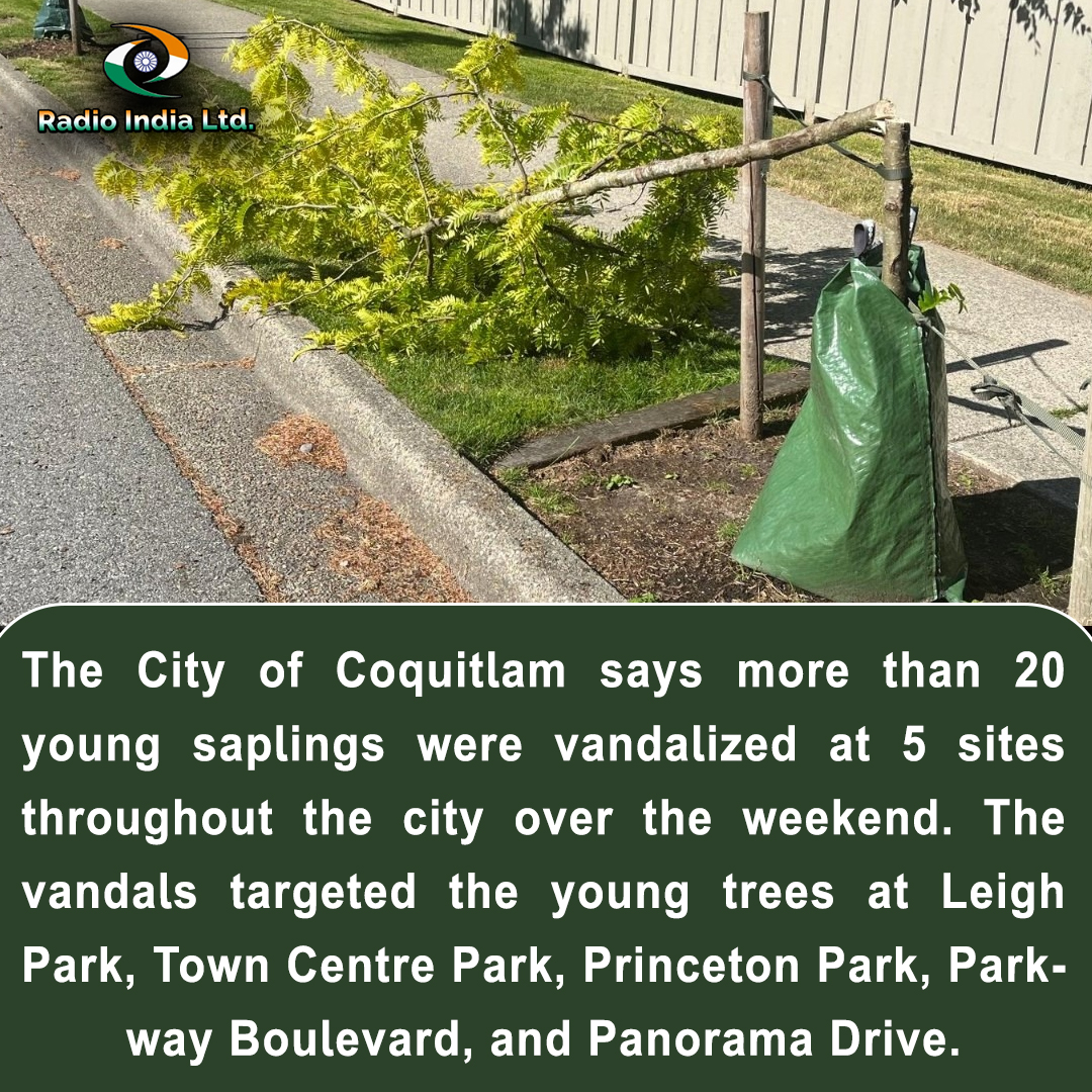 The #City of #Coquitlam says more than 20 young saplings were vandalized at 5 sites throughout the city over the #weekend. The #vandalstargeted the young trees at #LeighPark, Town Centre Park, #PrincetonPark, #ParkwayBoulevard, and #PanoramaDrive.