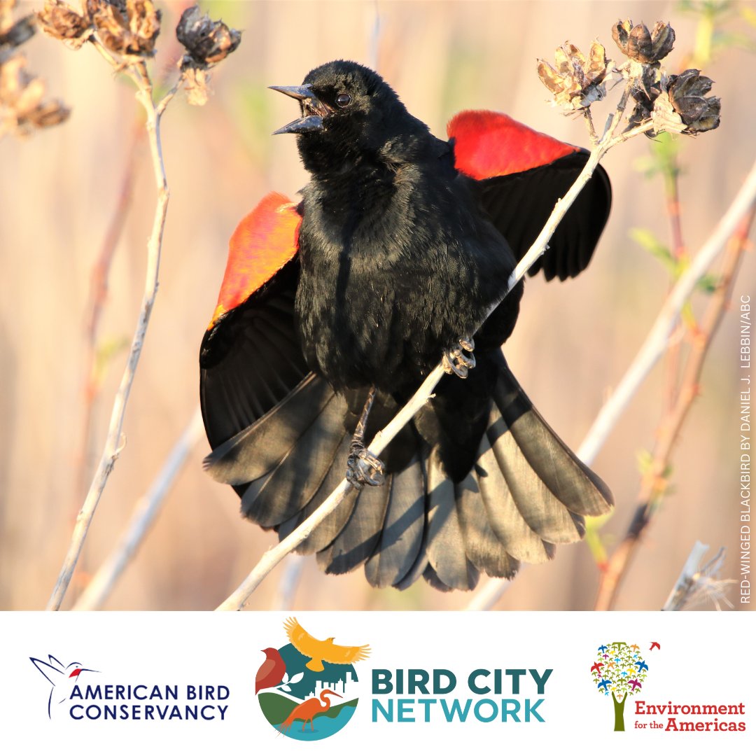<a href="/ABCbirds/">American Bird Conservancy</a>  &amp; <a href="/enviroamericas/">Environment for the Americas</a> join forces today to officially launch the Bird City Network!
We're connecting communities across the Americas in a unified effort to conserve birds.
Visit birdcity.org to learn more &amp; get involved.