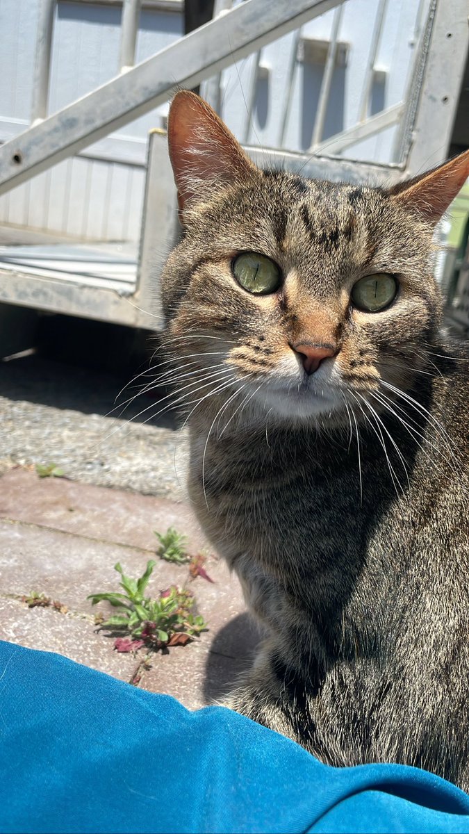 Storm at WeCareAnimalRescue in #napaCA was a transfer from another shelter because she was deteriorating. She is now finding herself again and would love a human to sunbathe with! #Rehomehour