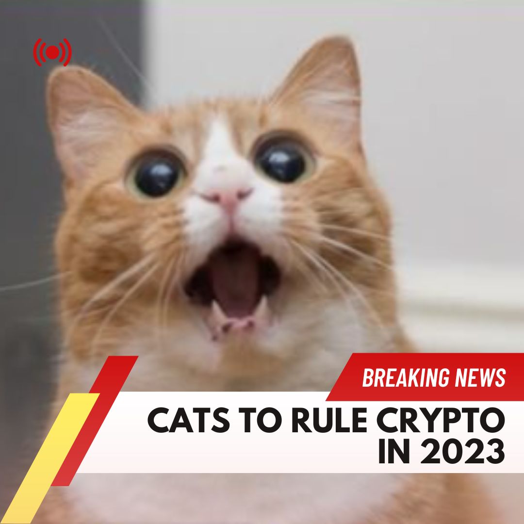 Gato tweet media