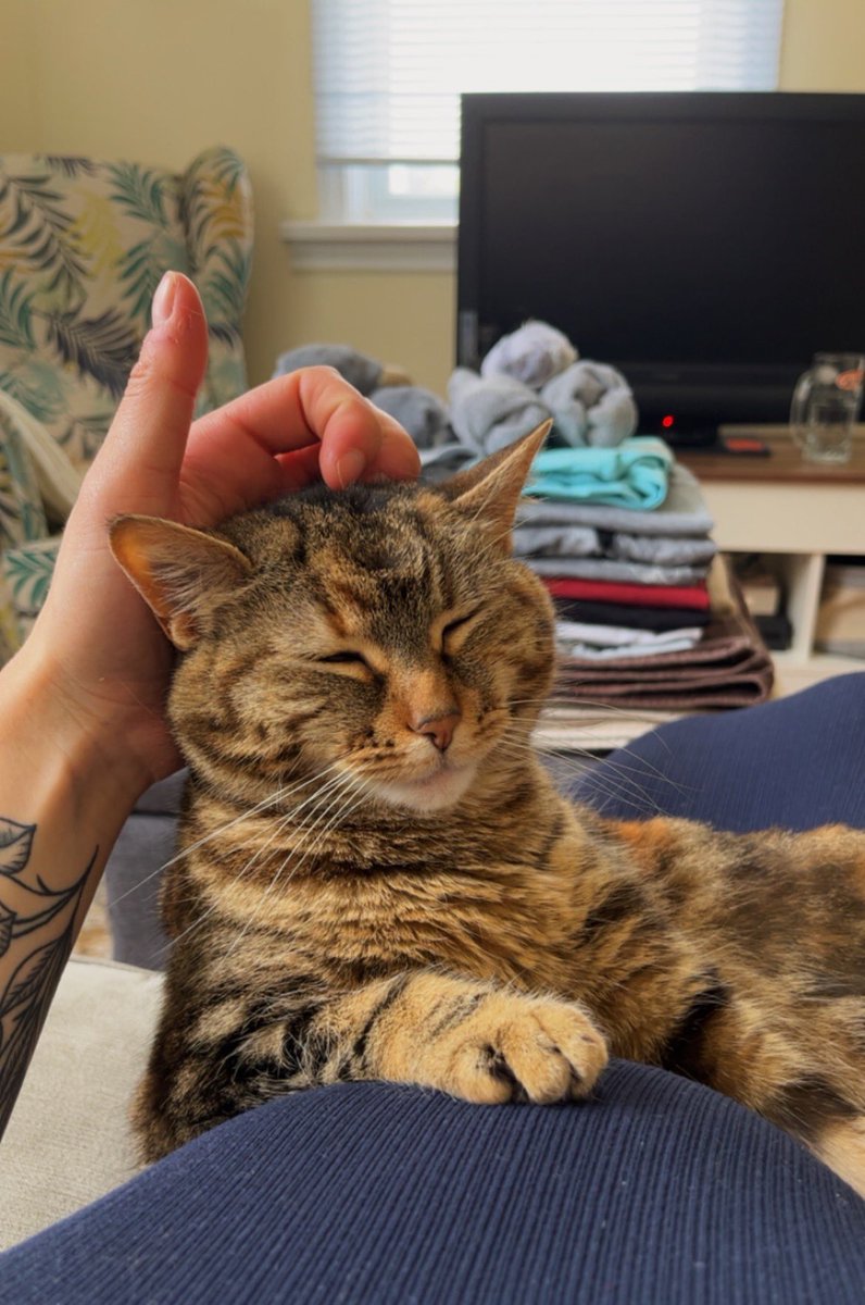 erinrosemaryy's tweet photo. zoe is a big fan of the baby belly https://t.co/F8ff71lDvQ