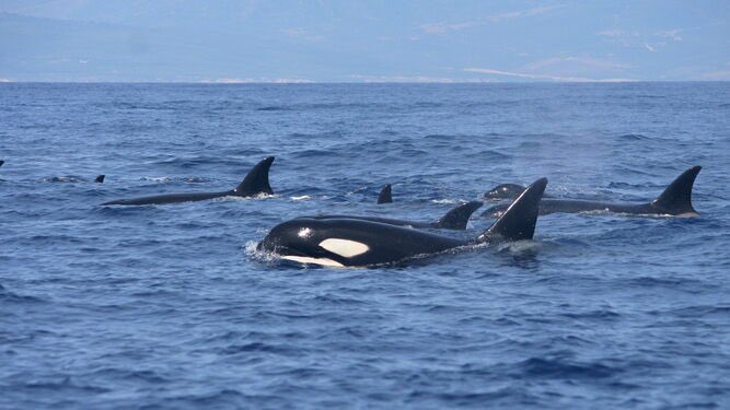 La cofradía de pescadores de Cádiz reclama a las autoridades la captura inmediata de la orca Gladis y su manada.
«Están destrozando el fondo marino hundiendo barcos, si siguen así, no podremos seguir destrozándolo nosotros con nuestras redes de arrastre», reconoció su portavoz.