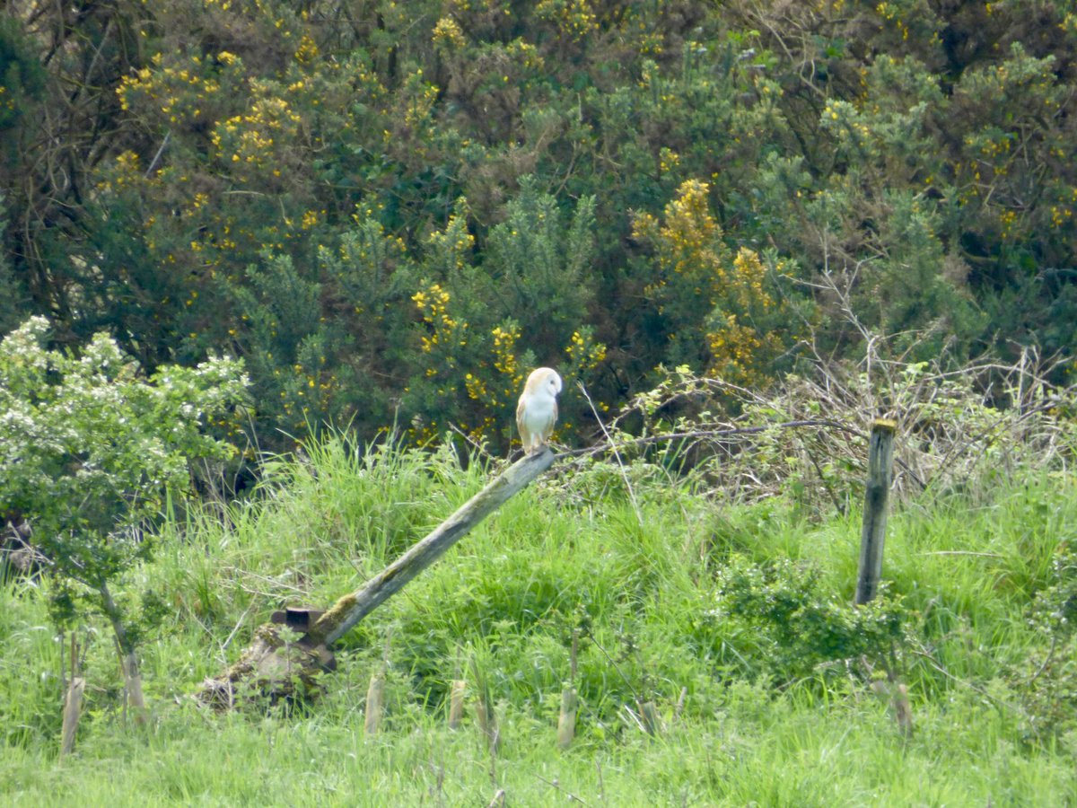 DavidR4Nature's tweet image. Came over the hill to be greeted by a barn owl 🦉 perched in front of me. #NatureUpClose #WildlifeEncounters