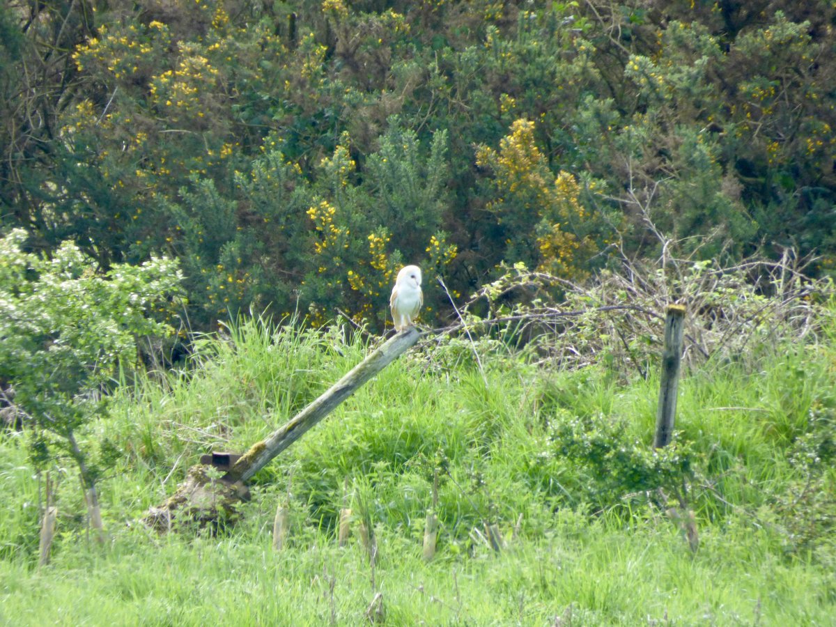 DavidR4Nature's tweet image. Came over the hill to be greeted by a barn owl 🦉 perched in front of me. #NatureUpClose #WildlifeEncounters